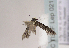  ( - TLMF Lep 02118)  @12 [ ] Copyright  TLMF 2093 Unspecified