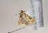  ( - TLMF Lep 02189)  @12 [ ] Copyright  TLMF 2164 Unspecified