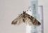  ( - TLMF Lep 02344)  @12 [ ] Copyright  TLMF 2011 Unspecified