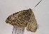  ( - TLMF Lep 02484)  @12 [ ] Copyright  TLMF 2011 Unspecified
