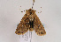  ( - TLMF Lep 02660)  @13 [ ] Copyright  TLMF 2011 Unspecified