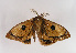  ( - TLMF Lep 02665)  @13 [ ] Copyright  TLMF 2011 Unspecified