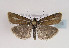  (Catoptria furcatellus - TLMF Lep 02715)  @15 [ ] Copyright  TLMF 2011 Unspecified
