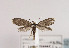  (Lampronia standfussiella - TLMF Lep 02786)  @14 [ ] Copyright  TLMF 2066 Unspecified