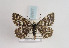 ( - TLMF Lep 02917)  @14 [ ] Copyright  TLMF 2011 Unspecified