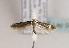  ( - TLMF Lep 04122)  @12 [ ] CreativeCommons - Attribution Non-Commercial Share-Alike (2011) Peter Huemer Tiroler Landesmuseum Ferdinandeum