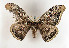  ( - TLMF Lep 04131)  @13 [ ] CreativeCommons - Attribution Non-Commercial Share-Alike (2011) Peter Huemer Tiroler Landesmuseum Ferdinandeum