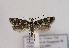  ( - TLMF Lep 03085)  @13 [ ] CreativeCommons - Attribution Non-Commercial Share-Alike (2011) Peter Huemer Tiroler Landesmuseum Ferdinandeum