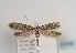  ( - TLMF Lep 03096)  @11 [ ] CreativeCommons - Attribution Non-Commercial Share-Alike (2011) Peter Huemer Tiroler Landesmuseum Ferdinandeum