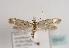  ( - TLMF Lep 03097)  @11 [ ] CreativeCommons - Attribution Non-Commercial Share-Alike (2011) Peter Huemer Tiroler Landesmuseum Ferdinandeum