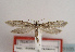  (Kessleria wehrlii - TLMF Lep 03105)  @14 [ ] CreativeCommons - Attribution Non-Commercial Share-Alike (2011) Peter Huemer Tiroler Landesmuseum Ferdinandeum