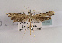  ( - TLMF Lep 03158)  @11 [ ] CreativeCommons - Attribution Non-Commercial Share-Alike (2011) Peter Huemer Tiroler Landesmuseum Ferdinandeum