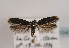  (Scythris flavilaterella - TLMF Lep 03407)  @14 [ ] CreativeCommons - Attribution Non-Commercial Share-Alike (2011) Peter Huemer Tiroler Landesmuseum Ferdinandeum
