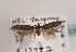  (Scythris ericetella - TLMF Lep 03409)  @14 [ ] CreativeCommons - Attribution Non-Commercial Share-Alike (2011) Peter Huemer Tiroler Landesmuseum Ferdinandeum