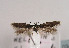  (Scythris rouxella - TLMF Lep 03418)  @11 [ ] CreativeCommons - Attribution Non-Commercial Share-Alike (2011) Peter Huemer Tiroler Landesmuseum Ferdinandeum