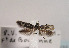  (Scythris insulella - TLMF Lep 03433)  @11 [ ] CreativeCommons - Attribution Non-Commercial Share-Alike (2011) Peter Huemer Tiroler Landesmuseum Ferdinandeum