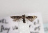  (Scythris penicillata - TLMF Lep 03447)  @14 [ ] CreativeCommons - Attribution Non-Commercial Share-Alike (2011) Peter Huemer Tiroler Landesmuseum Ferdinandeum