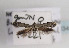  (Scythris dorycniella - TLMF Lep 03450)  @13 [ ] CreativeCommons - Attribution Non-Commercial Share-Alike (2011) Peter Huemer Tiroler Landesmuseum Ferdinandeum