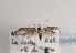  (Scythris tenuivittella - TLMF Lep 03454)  @11 [ ] CreativeCommons - Attribution Non-Commercial Share-Alike (2011) Peter Huemer Tiroler Landesmuseum Ferdinandeum