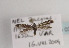  (Scythris heinemanni - TLMF Lep 03466)  @14 [ ] CreativeCommons - Attribution Non-Commercial Share-Alike (2011) Peter Huemer Tiroler Landesmuseum Ferdinandeum