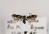  ( - TLMF Lep 03470)  @11 [ ] CreativeCommons - Attribution Non-Commercial Share-Alike (2011) Peter Huemer Tiroler Landesmuseum Ferdinandeum