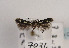  (Scythris gratiosella - TLMF Lep 03472)  @11 [ ] CreativeCommons - Attribution Non-Commercial Share-Alike (2011) Peter Huemer Tiroler Landesmuseum Ferdinandeum