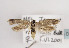  (Scythris inertella - TLMF Lep 03476)  @13 [ ] CreativeCommons - Attribution Non-Commercial Share-Alike (2011) Peter Huemer Tiroler Landesmuseum Ferdinandeum