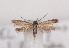  (Scythris lhommei - TLMF Lep 03485)  @14 [ ] CreativeCommons - Attribution Non-Commercial Share-Alike (2011) Peter Huemer Tiroler Landesmuseum Ferdinandeum
