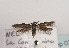  (Scythris ridiculella - TLMF Lep 03488)  @14 [ ] CreativeCommons - Attribution Non-Commercial Share-Alike (2011) Peter Huemer Tiroler Landesmuseum Ferdinandeum