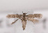  (Scythris subsiccella - TLMF Lep 03492)  @14 [ ] CreativeCommons - Attribution Non-Commercial Share-Alike (2011) Peter Huemer Tiroler Landesmuseum Ferdinandeum