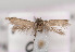  (Scythris imperiella - TLMF Lep 03493)  @11 [ ] CreativeCommons - Attribution Non-Commercial Share-Alike (2011) Peter Huemer Tiroler Landesmuseum Ferdinandeum