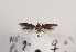  (Scythris lempkei - TLMF Lep 03496)  @13 [ ] CreativeCommons - Attribution Non-Commercial Share-Alike (2011) Peter Huemer Tiroler Landesmuseum Ferdinandeum