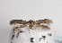  ( - TLMF Lep 03497)  @12 [ ] CreativeCommons - Attribution Non-Commercial Share-Alike (2011) Peter Huemer Tiroler Landesmuseum Ferdinandeum