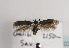  (Scythris fallacella - TLMF Lep 03501)  @14 [ ] CreativeCommons - Attribution Non-Commercial Share-Alike (2011) Peter Huemer Tiroler Landesmuseum Ferdinandeum