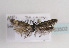  (Scythris subseliniella - TLMF Lep 03502)  @13 [ ] CreativeCommons - Attribution Non-Commercial Share-Alike (2011) Peter Huemer Tiroler Landesmuseum Ferdinandeum