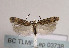  (Caryocolum albifaciella - TLMF Lep 03738)  @14 [ ] CreativeCommons - Attribution Non-Commercial Share-Alike (2011) Peter Huemer Tiroler Landesmuseum Ferdinandeum