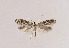  (Kessleria caflischiella - TLMF Lep 04065)  @14 [ ] CreativeCommons - Attribution Non-Commercial Share-Alike (2011) Peter Huemer Tiroler Landesmuseum Ferdinandeum