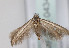  (Scythris vittella - TLMF Lep 04341)  @12 [ ] CreativeCommons - Attribution Non-Commercial Share-Alike (2011) Peter Huemer Tiroler Landesmuseum Ferdinandeum