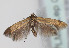  ( - TLMF Lep 04342)  @13 [ ] CreativeCommons - Attribution Non-Commercial Share-Alike (2011) Peter Huemer Tiroler Landesmuseum Ferdinandeum