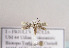  (Elachista morandinii - TLMF Lep 04547)  @12 [ ] CreativeCommons - Attribution Non-Commercial Share-Alike (2011) Peter Huemer Tiroler Landesmuseum Ferdinandeum