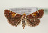  (Pyralis regalis - TLMF Lep 04996)  @14 [ ] CreativeCommons - Attribution Non-Commercial Share-Alike (2011) Peter Huemer Tiroler Landesmuseum Ferdinandeum