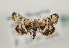  (Titanio - TLMF Lep 05023)  @13 [ ] CreativeCommons - Attribution Non-Commercial Share-Alike (2011) Peter Huemer Tiroler Landesmuseum Ferdinandeum