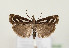  (Catoptria luctiferella - TLMF Lep 05049)  @15 [ ] CreativeCommons - Attribution Non-Commercial Share-Alike (2011) Peter Huemer Tiroler Landesmuseum Ferdinandeum