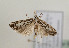  (Catoptria confusellus - TLMF Lep 05209)  @13 [ ] CreativeCommons - Attribution Non-Commercial Share-Alike (2011) Peter Huemer Tiroler Landesmuseum Ferdinandeum