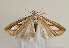  (Catoptria casperella - TLMF Lep 05242)  @13 [ ] CreativeCommons - Attribution Non-Commercial Share-Alike (2011) Peter Huemer Tiroler Landesmuseum Ferdinandeum