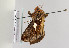  ( - TLMF Lep 05600)  @12 [ ] CreativeCommons - Attribution Non-Commercial Share-Alike (2011) Peter Huemer Tiroler Landesmuseum Ferdinandeum