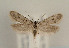  (Symmoca signella - TLMF Lep 05653)  @15 [ ] CreativeCommons - Attribution Non-Commercial Share-Alike (2011) Peter Huemer Tiroler Landesmuseum Ferdinandeum