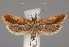  (Dichomeris ustalella - TLMF Lep 06537)  @15 [ ] CreativeCommons - Attribution Non-Commercial Share-Alike (2012) Peter Huemer Tiroler Landesmuseum Ferdinandeum