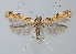  (Caloptilia honoratella - TLMF Lep 06546)  @15 [ ] CreativeCommons - Attribution Non-Commercial Share-Alike (2012) Peter Huemer Tiroler Landesmuseum Ferdinandeum