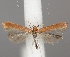  (Caloptilia rufipennella - TLMF Lep 06556)  @14 [ ] CreativeCommons - Attribution Non-Commercial Share-Alike (2012) Peter Huemer Tiroler Landesmuseum Ferdinandeum